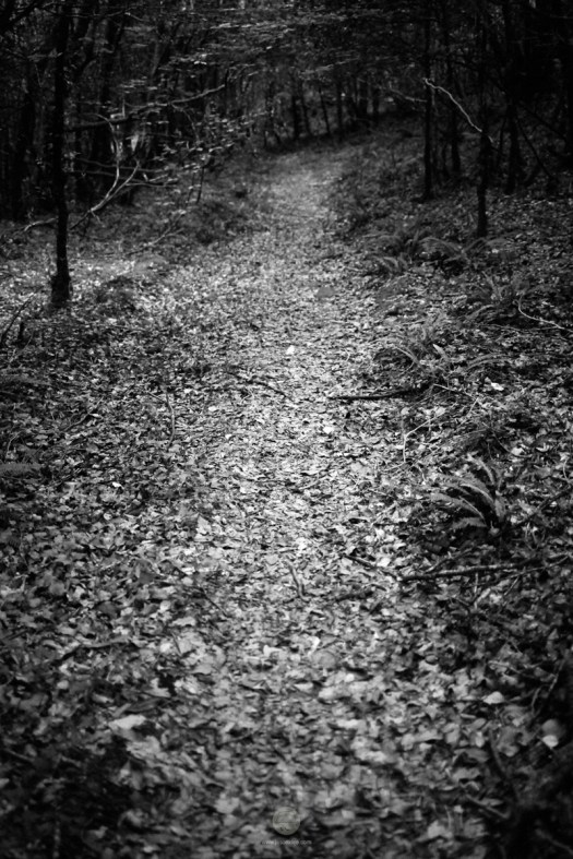 web_Glengariff_IMG_9880